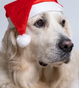 Besinnliche Vorweihnachtszeit auf dem Hun’nenhoff