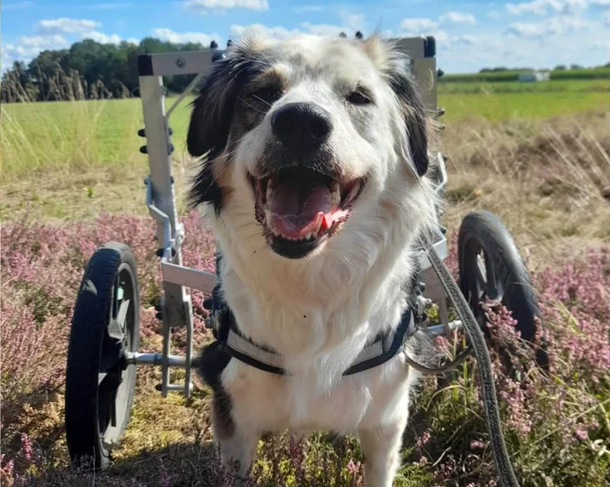 Begleiten Sie eines unserer Tiere