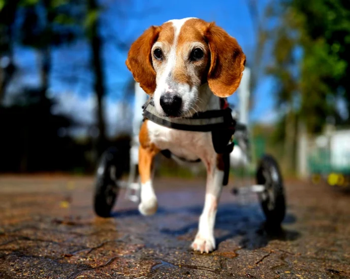 Ein Hund, der Ihnen besonders am Herzen liegt?